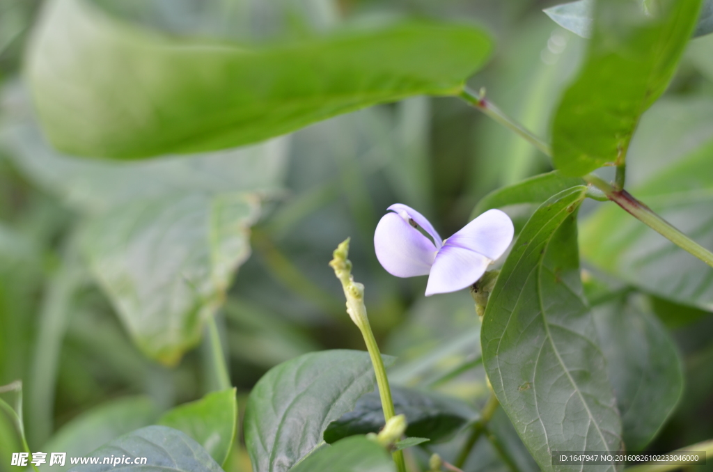 蚕豆花