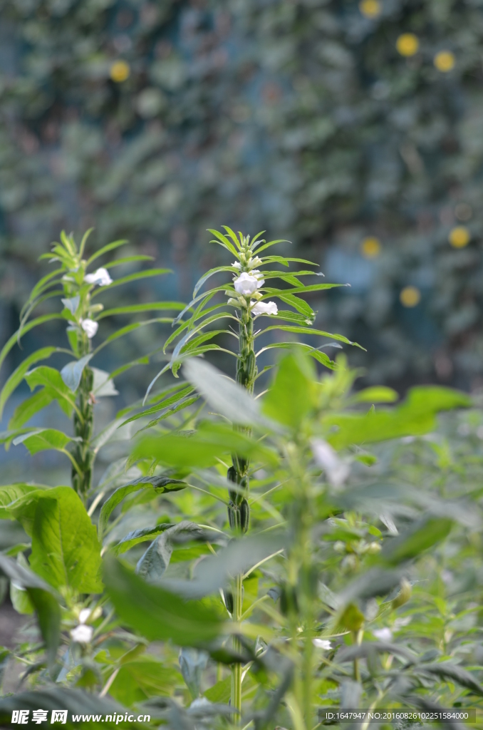 芝麻花