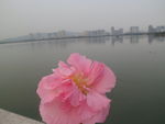 牡丹花