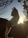 猫与夕阳
