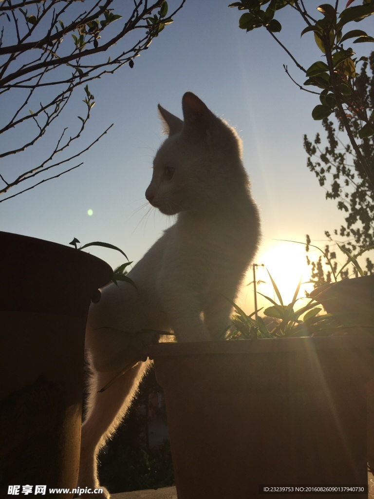猫与夕阳