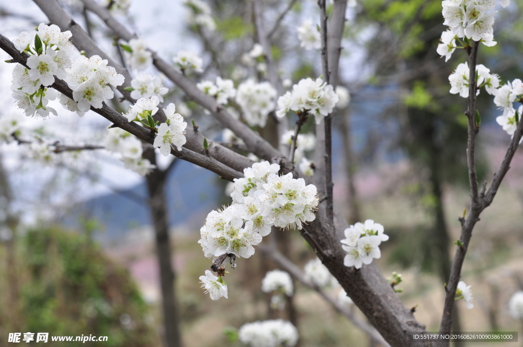 桃花