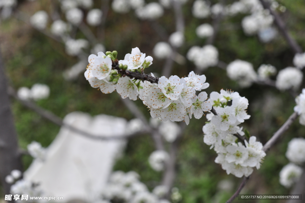 桃花