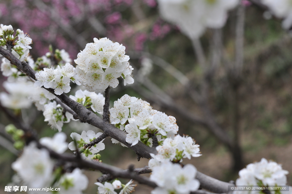 桃花