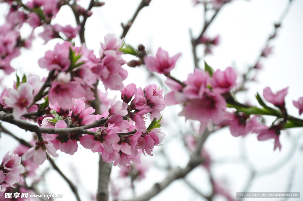 桃花