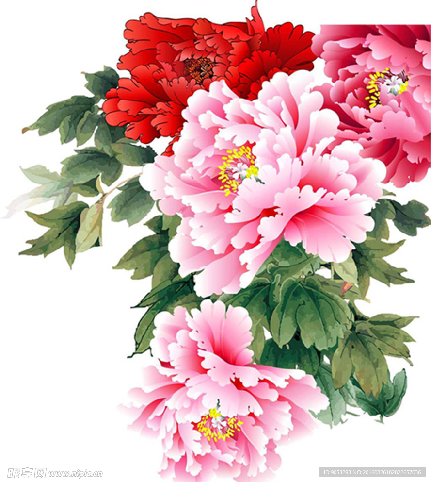 牡丹花