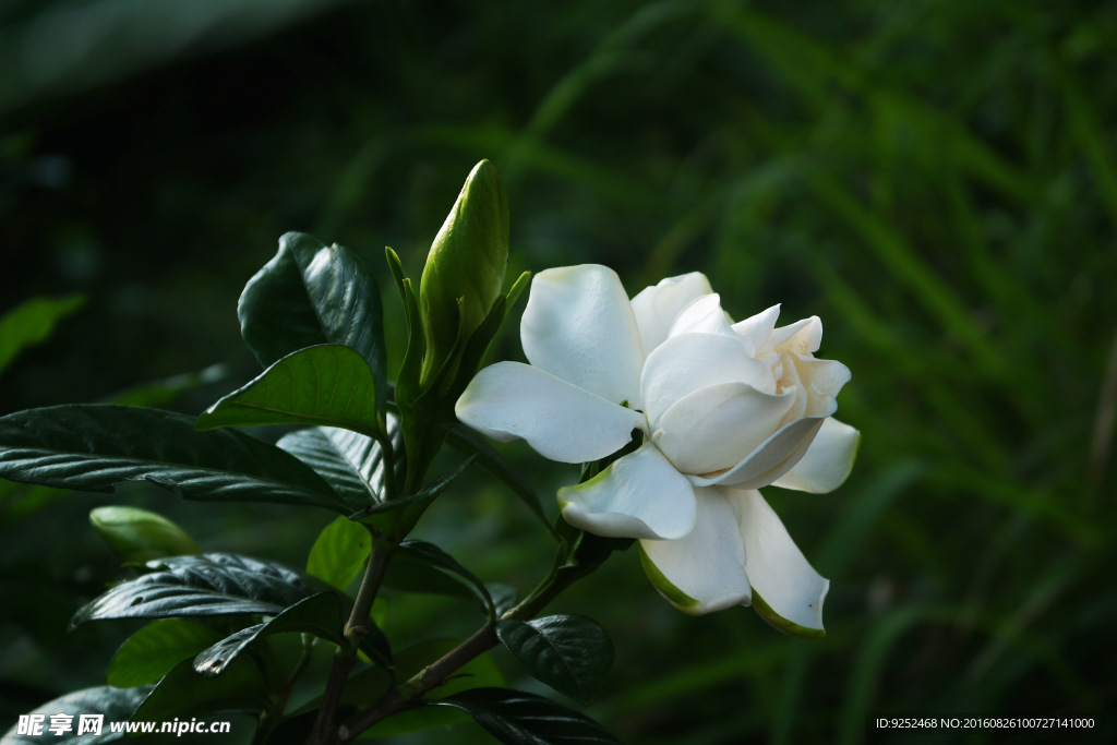 栀子花