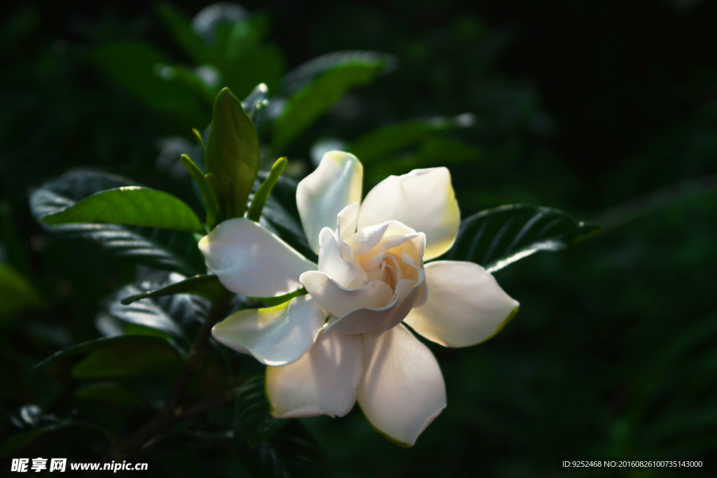 栀子花