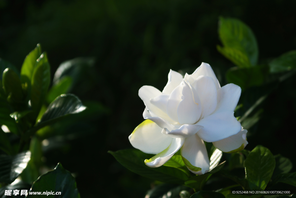 栀子花