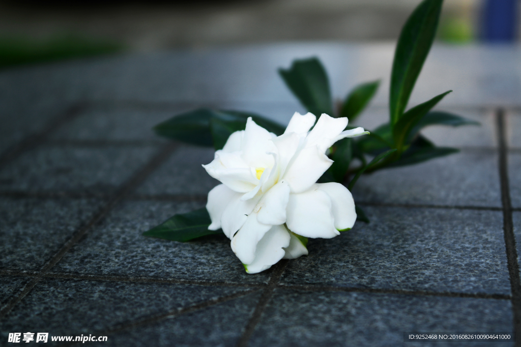 栀子花