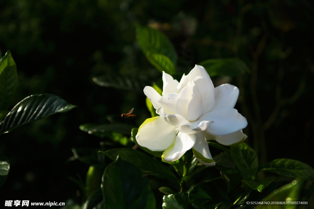 栀子花