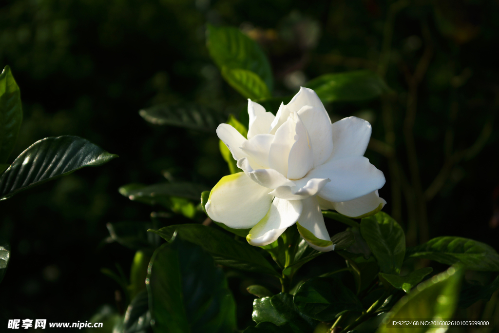 栀子花