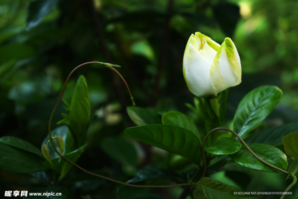 栀子花