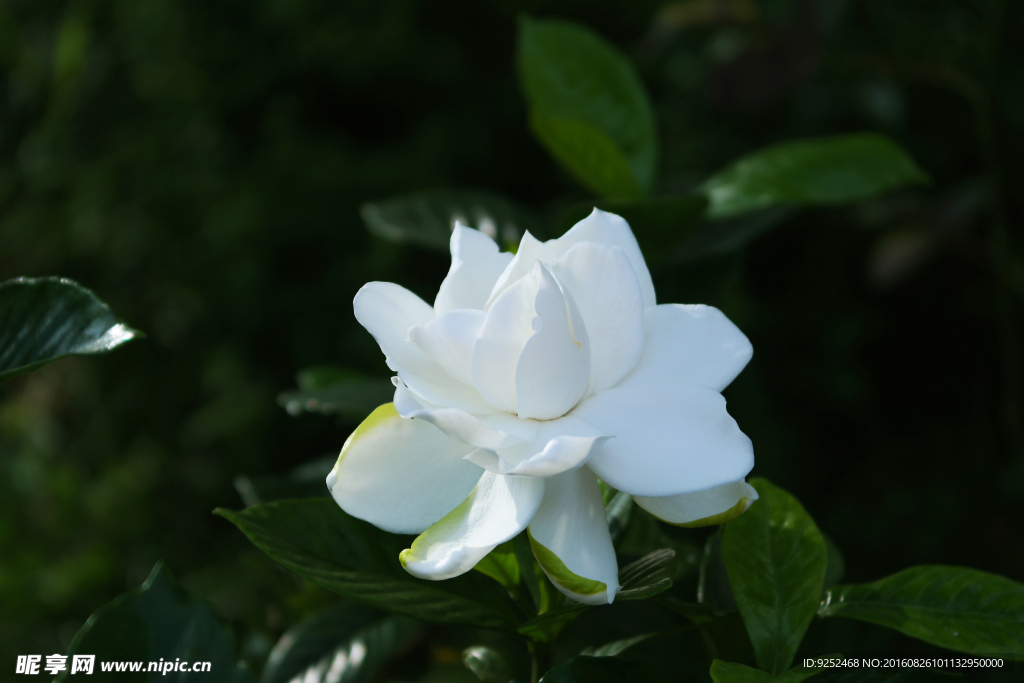 栀子花