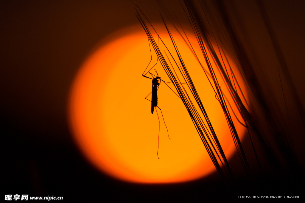 夕阳下的蚊子