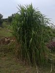 绿化素材