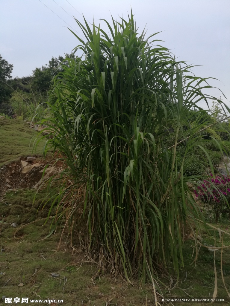 绿化素材