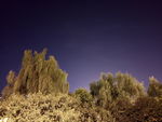 树林夜景