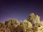 柳树夜景