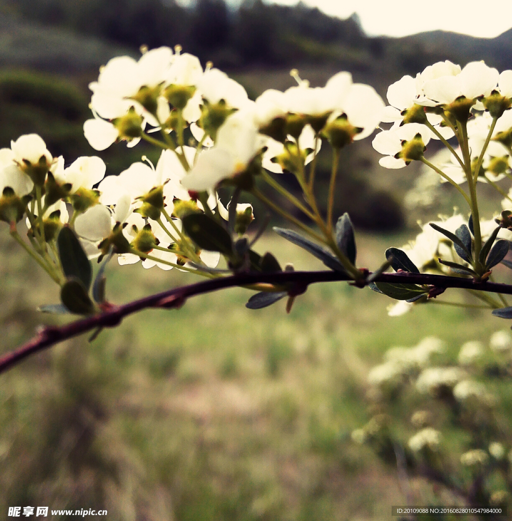 白花朵特写