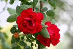 月季花