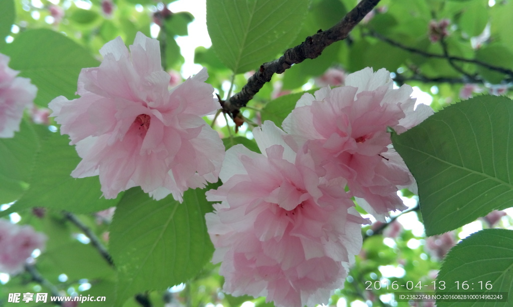 樱花