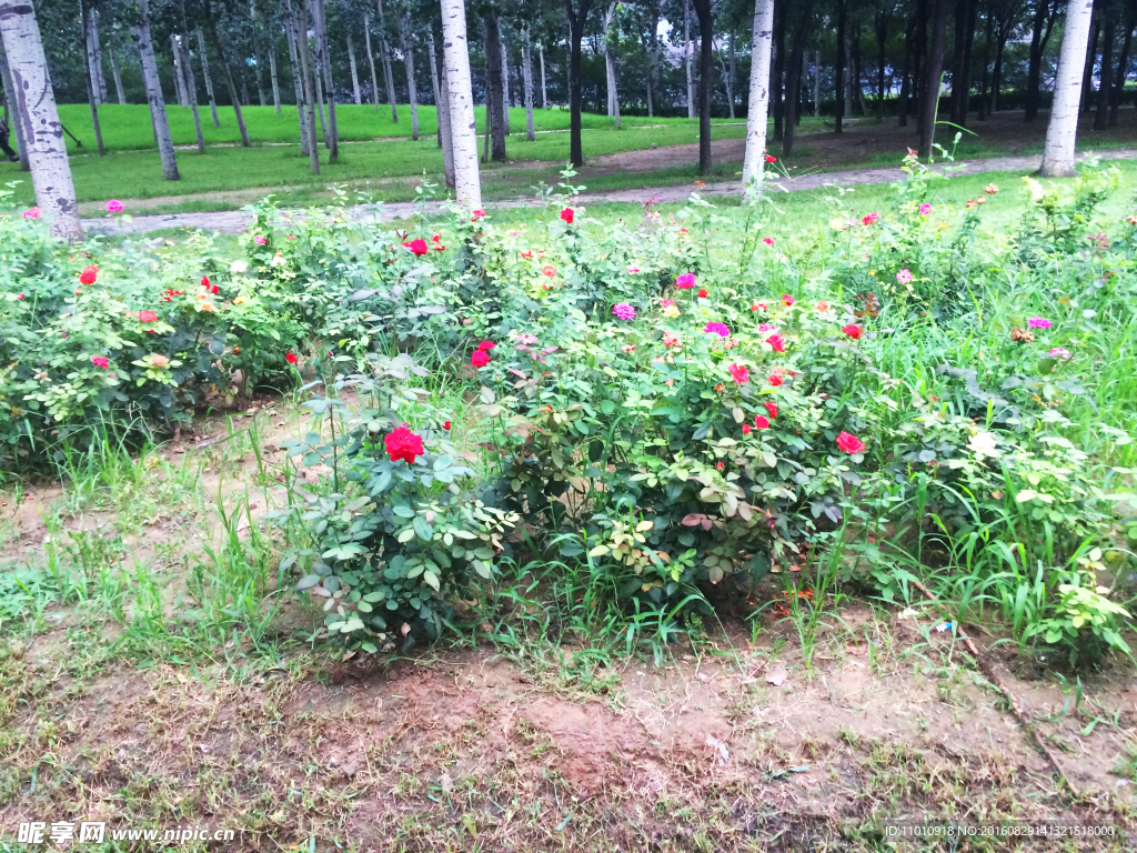 月季花