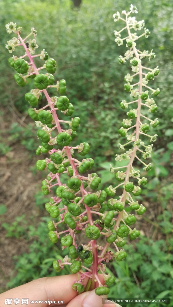 野生植物