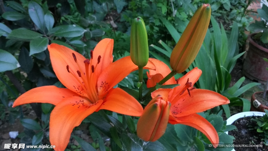 百合花