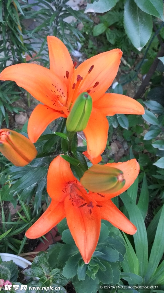 百合花