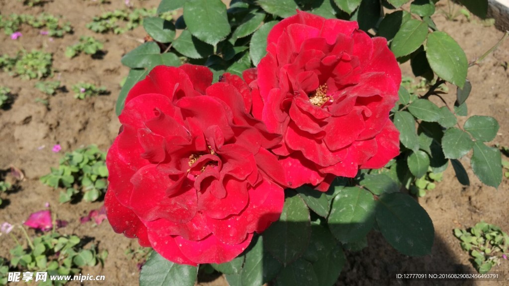 月季花