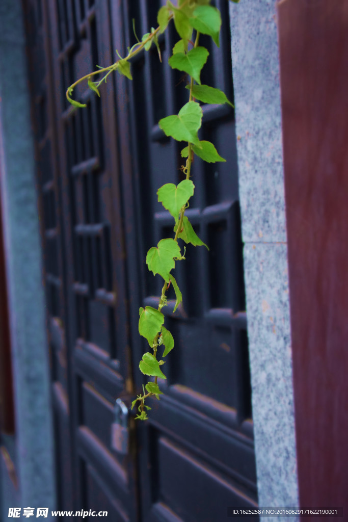 爬山虎图片