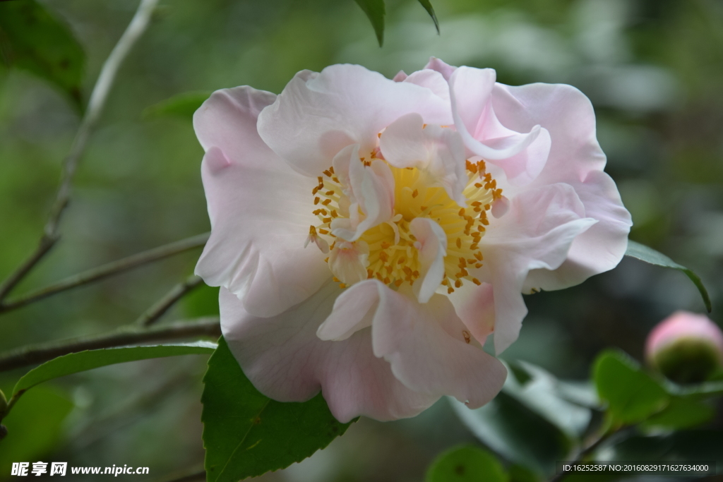 白花