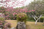 梅花