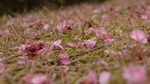 红梅落花