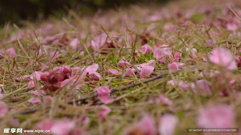 红梅落花