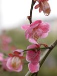 红梅花开