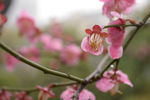红梅花开