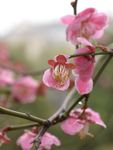 红梅花开