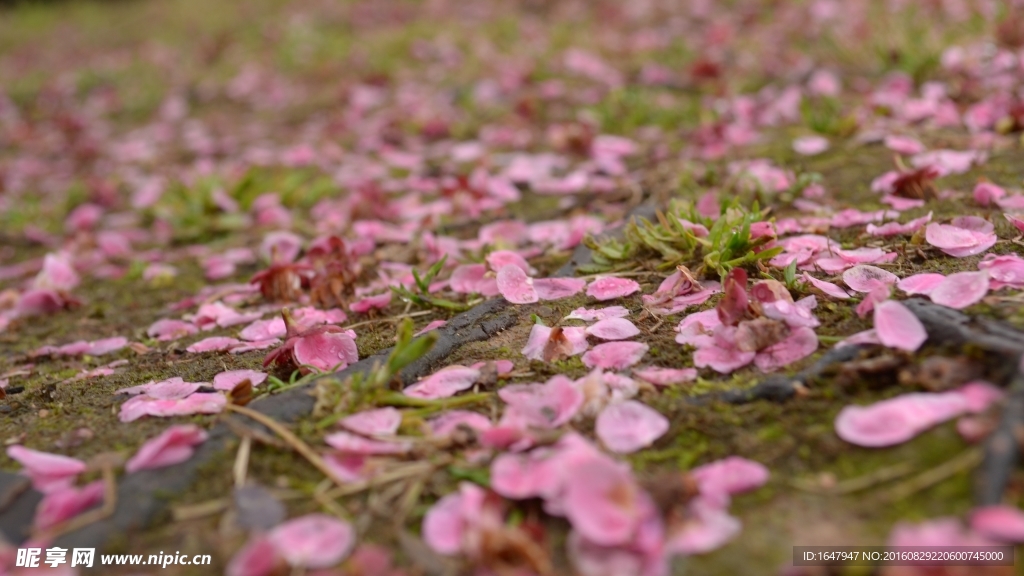 红梅落花