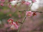 红梅花开