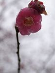 红梅花开