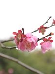 红梅花