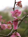 红梅花开
