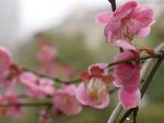 红梅花开