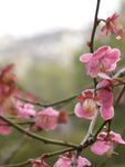 红梅花开