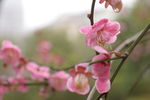红梅花开