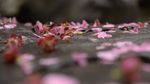 红梅落花