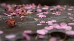 红梅落花