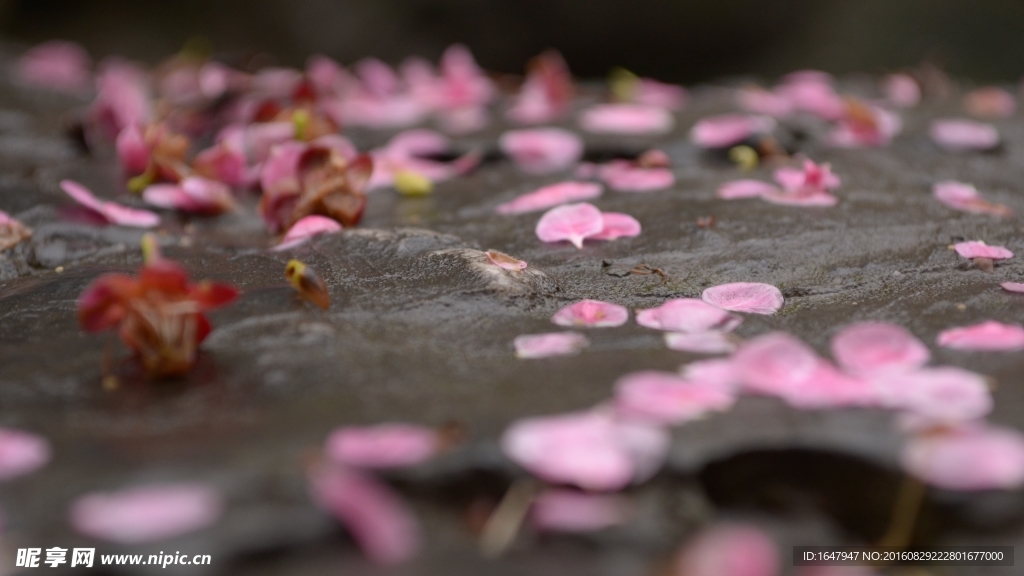 红梅落花